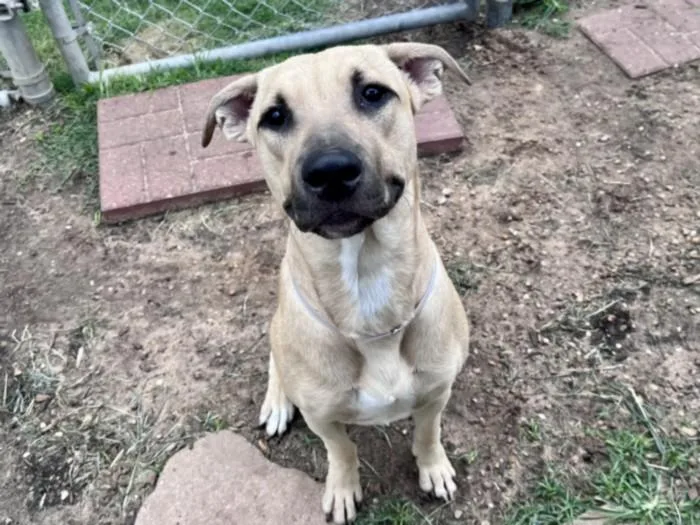 A young medium-sized male Staffordshire Bull Terrier dog named Ace for adoption in Houston, TX