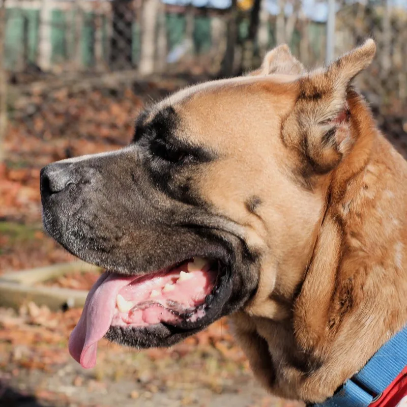 An adult large-sized female Yellow / Tan / Blond / Fawn Cane Corso dog named Canela for adoption in Waldorf, MD
