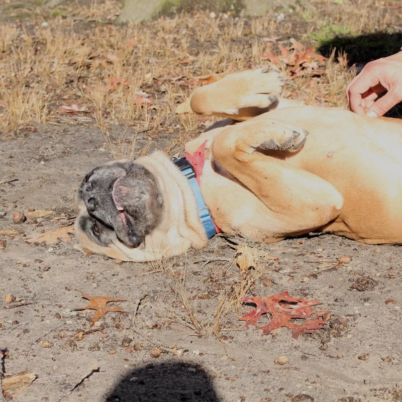 Canela thumbnail 2