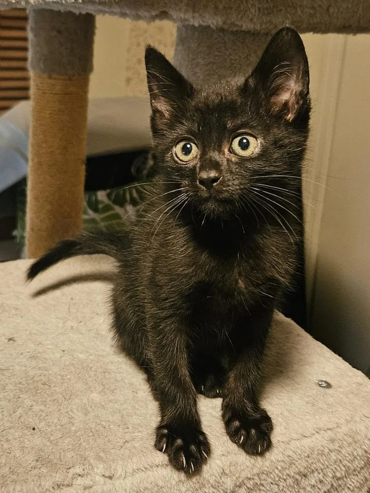 A baby small-sized male Black Domestic Short Hair cat named Soda Pop for adoption in WARNER ROBINS, GA