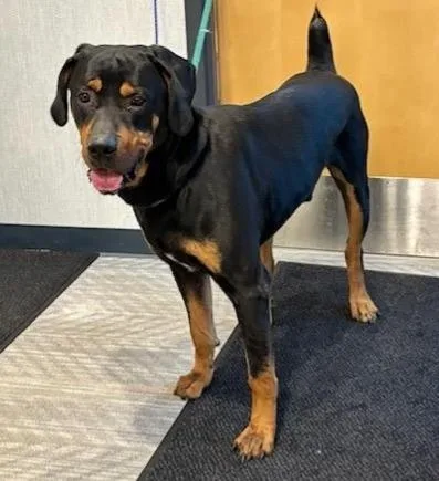 A young large-sized male Black Rottweiler dog named Manny for adoption in Oswego, IL