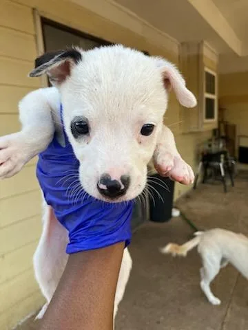 A baby medium-sized female Mixed Breed dog named Lucy Loud for adoption in Dallas, TX