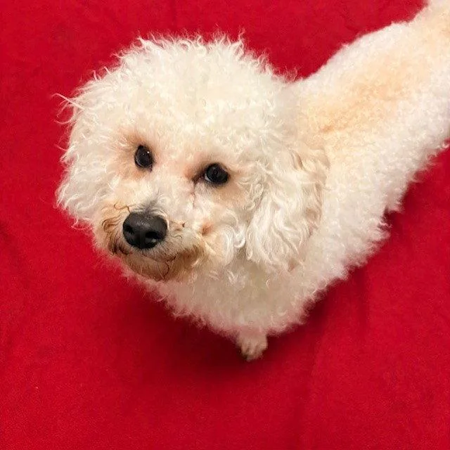 An adult small-sized male Bichon Frise dog named Sardi for adoption in Burlingame, CA