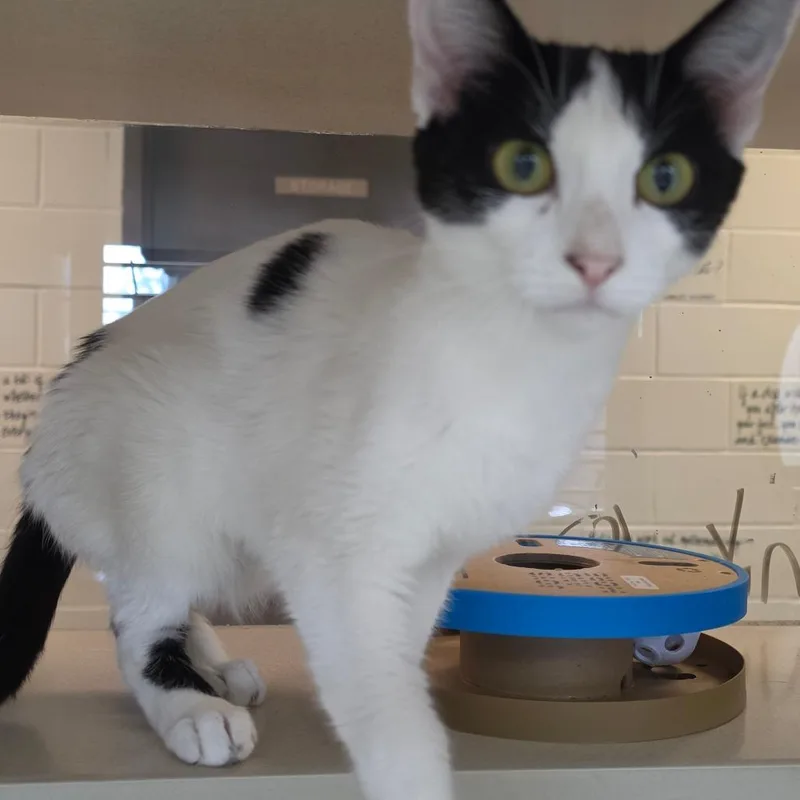 An adult medium-sized female White Domestic Short Hair cat named Jenny for adoption in Marshalltown, IA