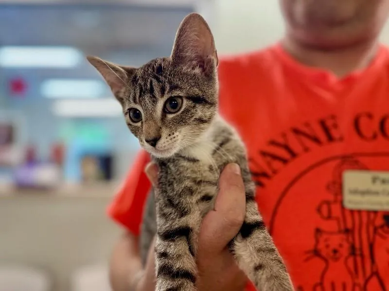 A young medium-sized male Domestic Short Hair cat named Trout for adoption in Wooster, OH