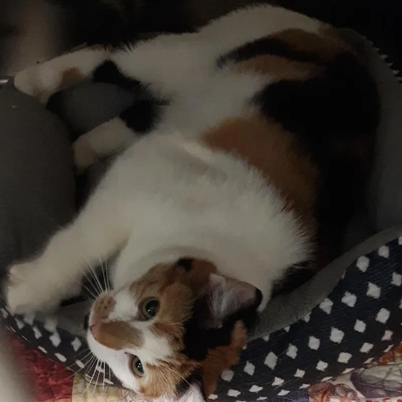 An adult large-sized female Black Domestic Short Hair cat named Sugar for adoption in Spokane, WA