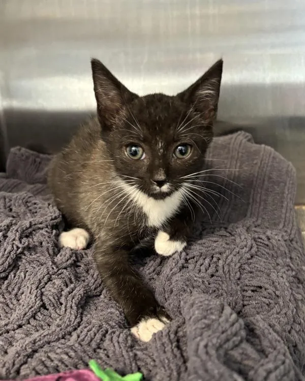 A baby medium-sized male Domestic Short Hair cat named Snowy Owl for adoption in Richmond, VA