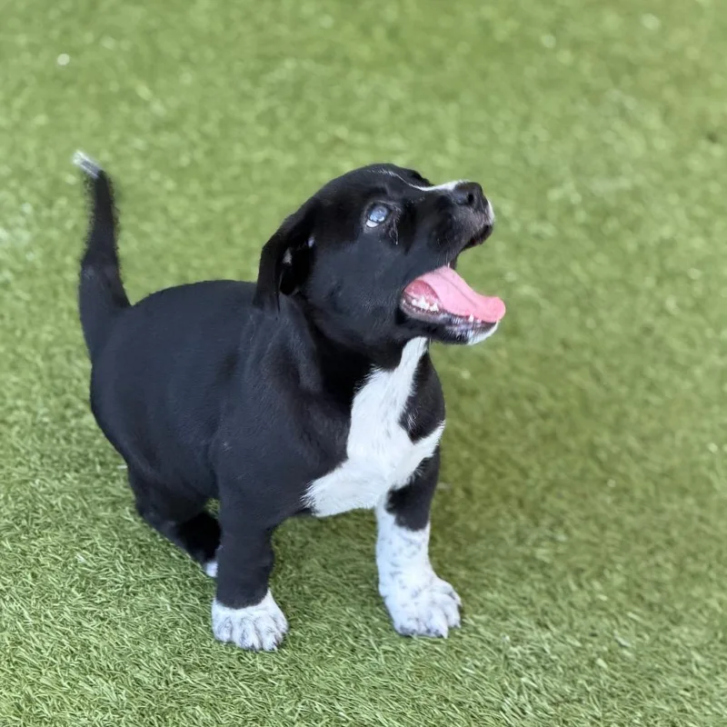 A baby medium-sized male Black Labrador Retriever dog named Kangaroo for adoption in Wellington, FL