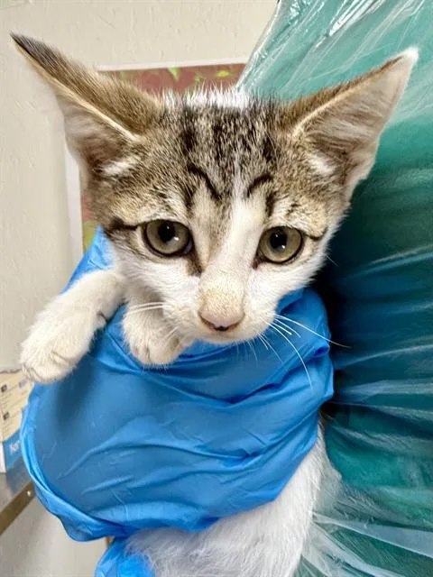 A baby small-sized male Domestic Short Hair cat named Briar for adoption in San Antonio, TX