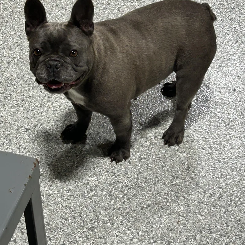 Fantastic Dog. Mika