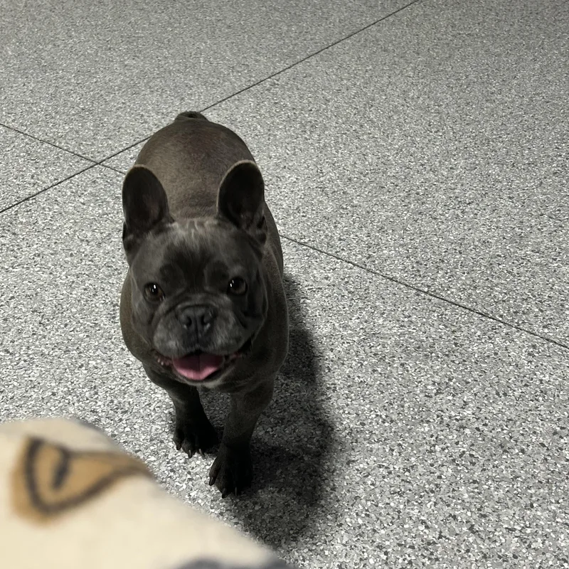Fantastic Dog. Mika thumbnail 2