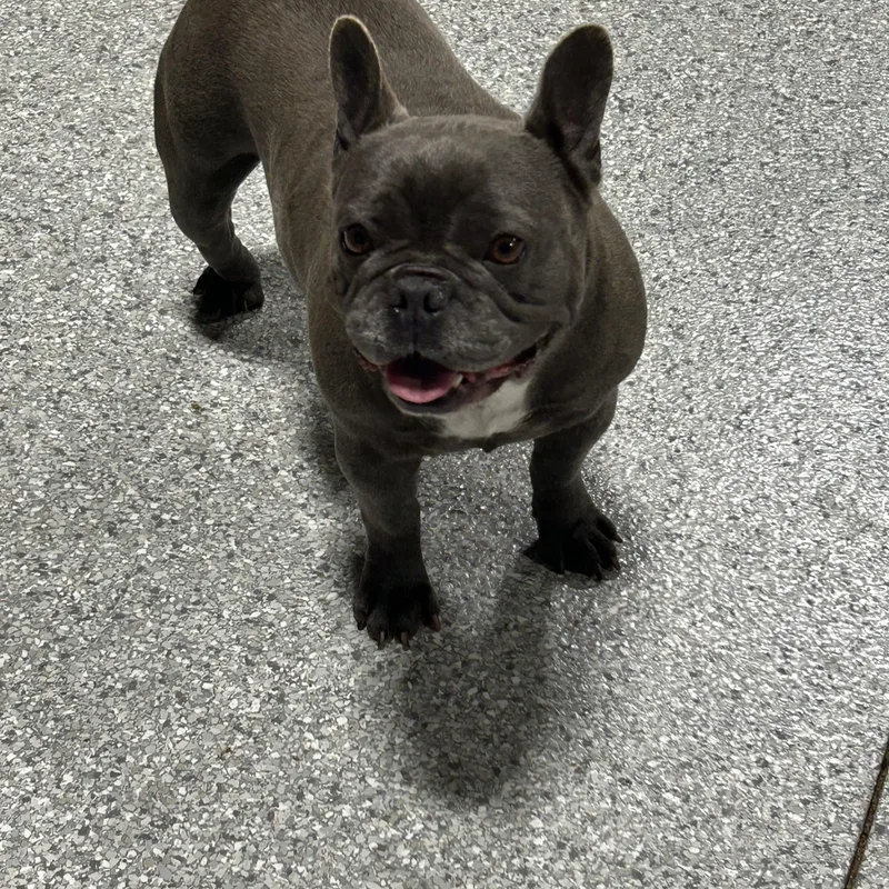 Fantastic Dog. Mika thumbnail 3