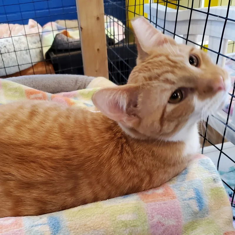 Brewster thumbnail 2