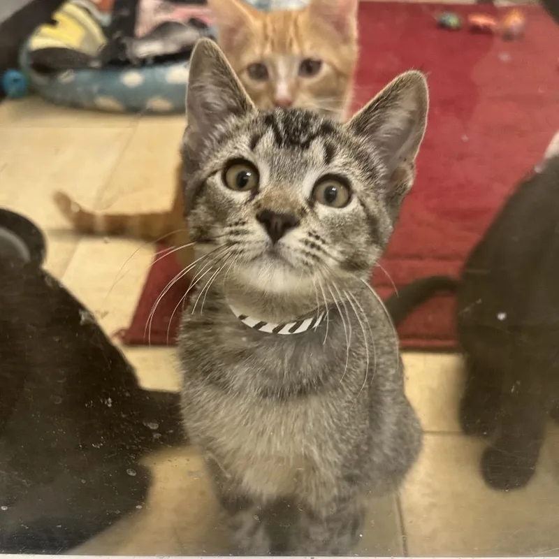 A baby small-sized female Brown / Chocolate Domestic Short Hair cat named Louise KC for adoption in Union, MO