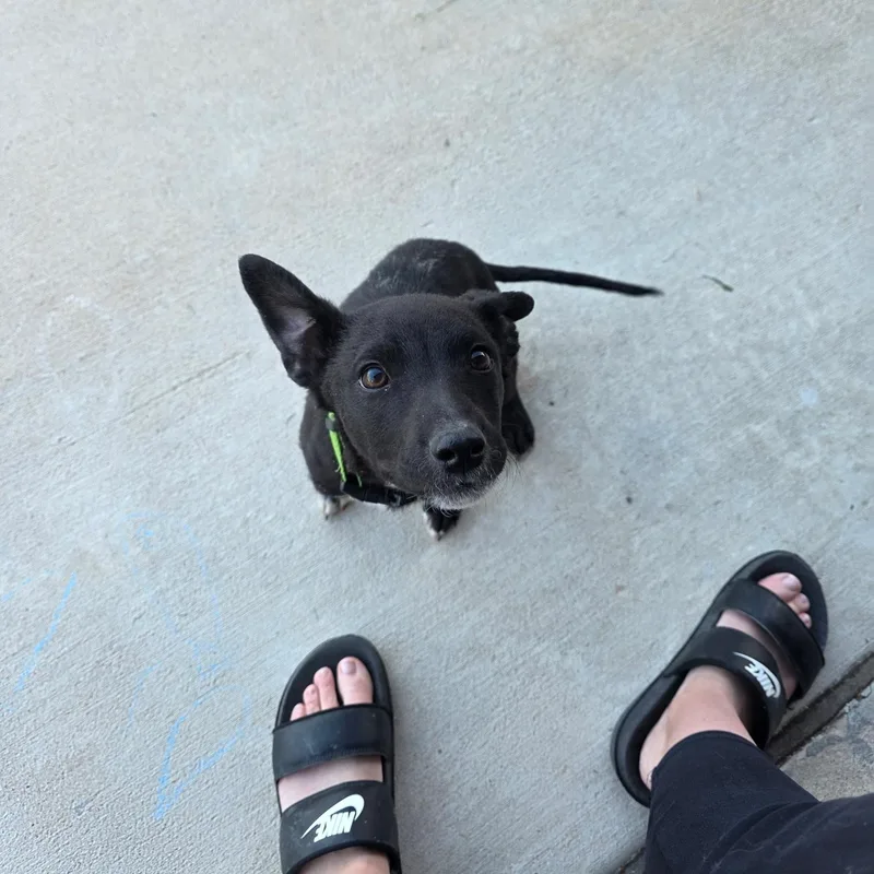 Dixiewalkertex thumbnail 3