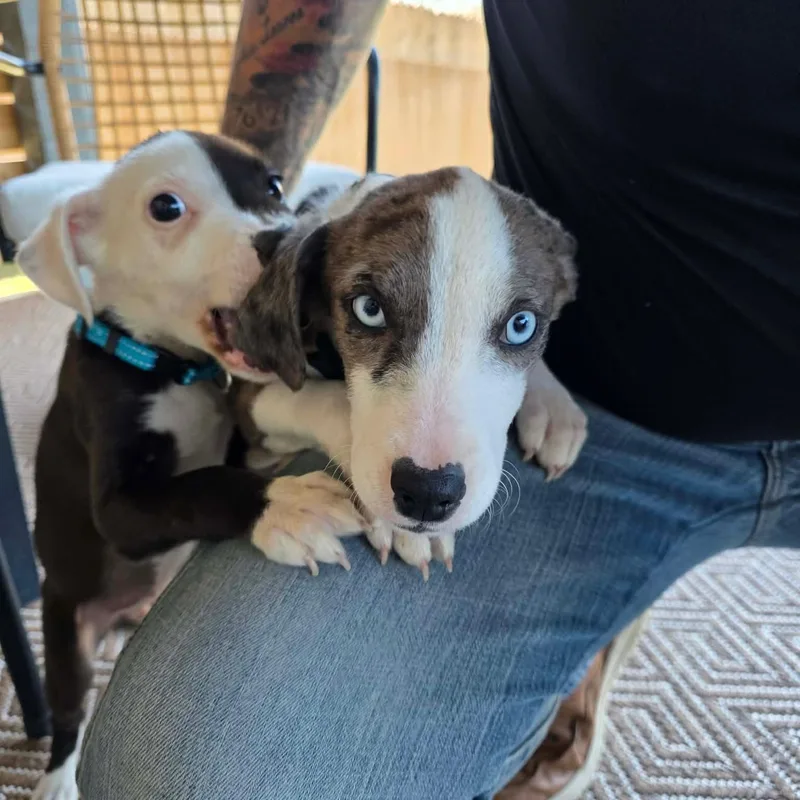 Dixiewalkertex thumbnail 5