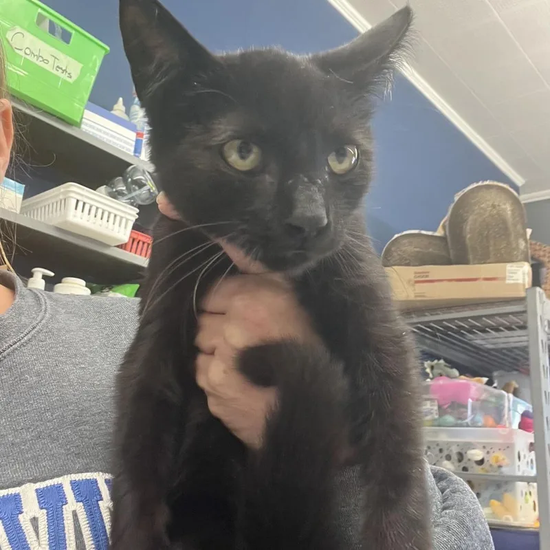 A baby small-sized male Black Domestic Short Hair cat named Cosmo for adoption in Oak Hill, WV
