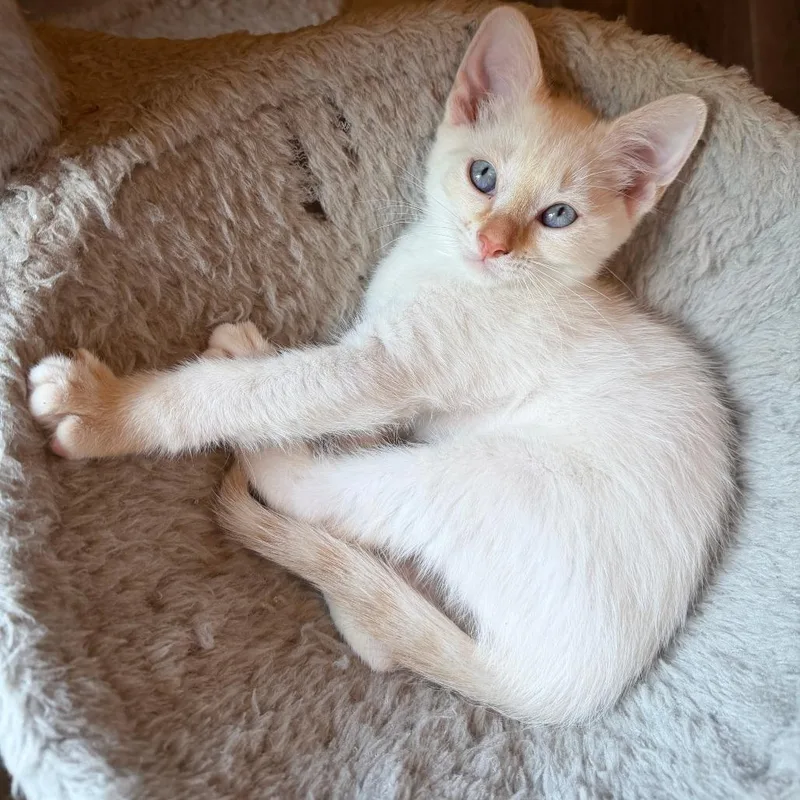 A baby small-sized male Orange / Red Domestic Short Hair cat named Sonnie  Stewie  for adoption in Beaumont, TX