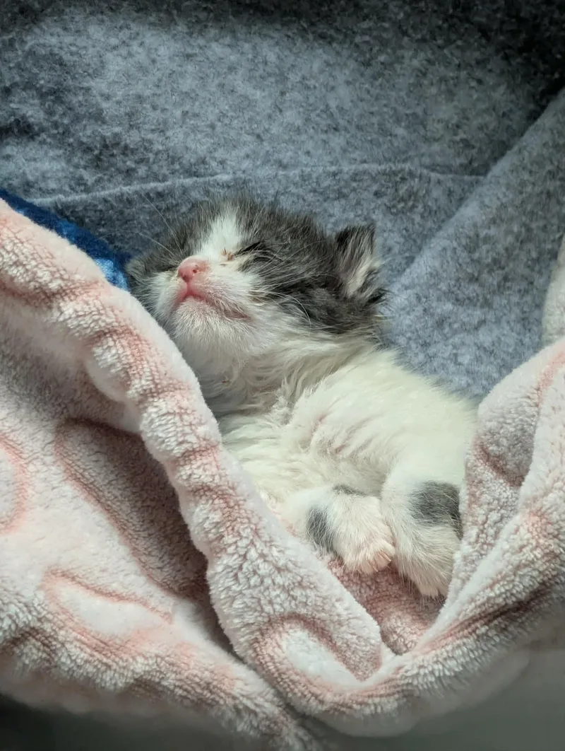 A baby medium-sized female Domestic Short Hair cat named Biscuit for adoption in Rochester , NY