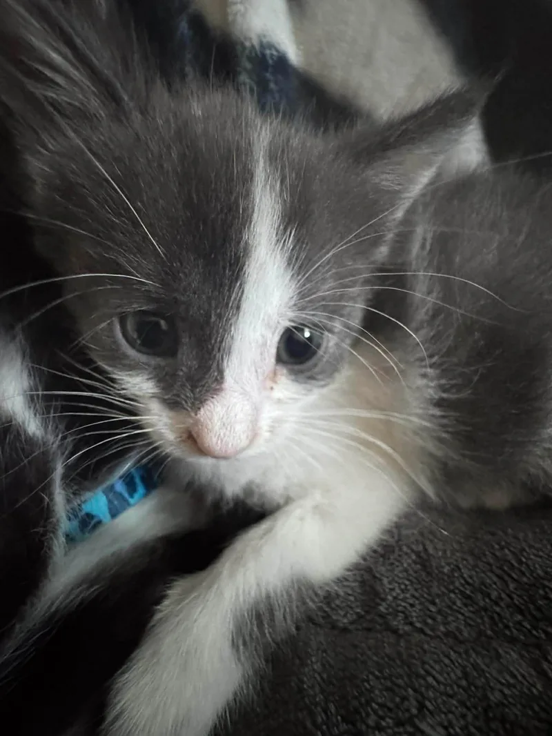 Biscuit thumbnail 2