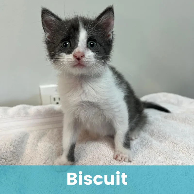 Biscuit thumbnail 6