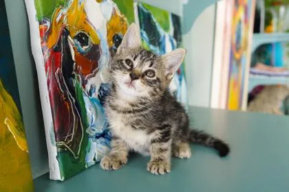 A baby small-sized female Domestic Short Hair cat named Big Red for adoption in San Antonio, TX