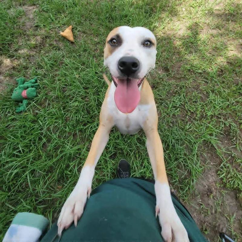 An adult medium-sized male White / Cream Mixed Breed dog named Timon for adoption in Umatilla, FL