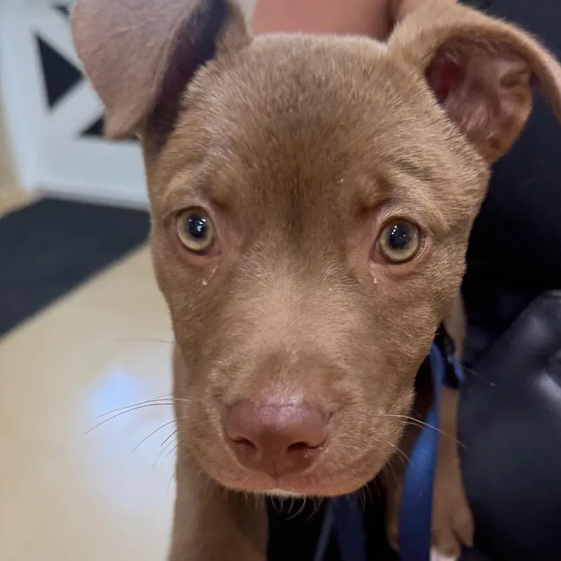 A baby small-sized male Brown / Chocolate Mixed Breed dog named Julian for adoption in Winston Salem, NC