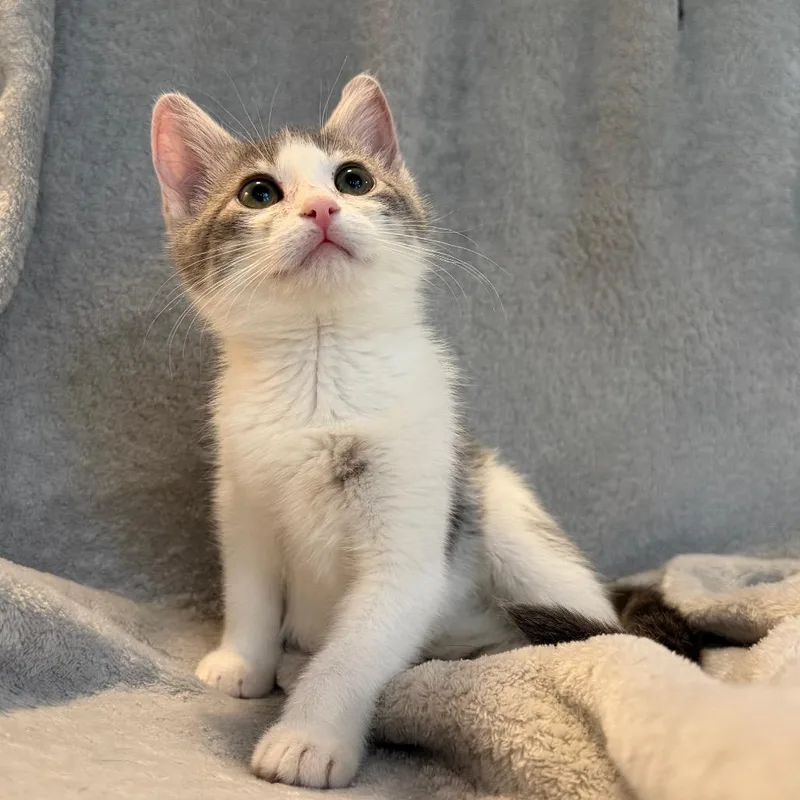 A baby small-sized female Gray / Blue / Silver Domestic Short Hair cat named Dolly for adoption in La Grange, KY