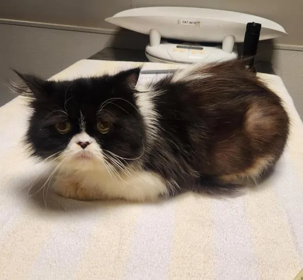 An adult small-sized female Persian cat named Tuxie for adoption in Oakland, CA