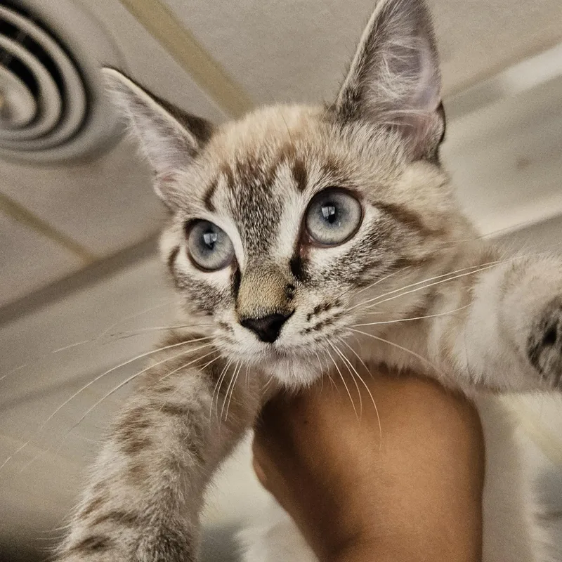 A young medium-sized female Buff & White Domestic Short Hair cat named Soup for adoption in The Dalles, OR