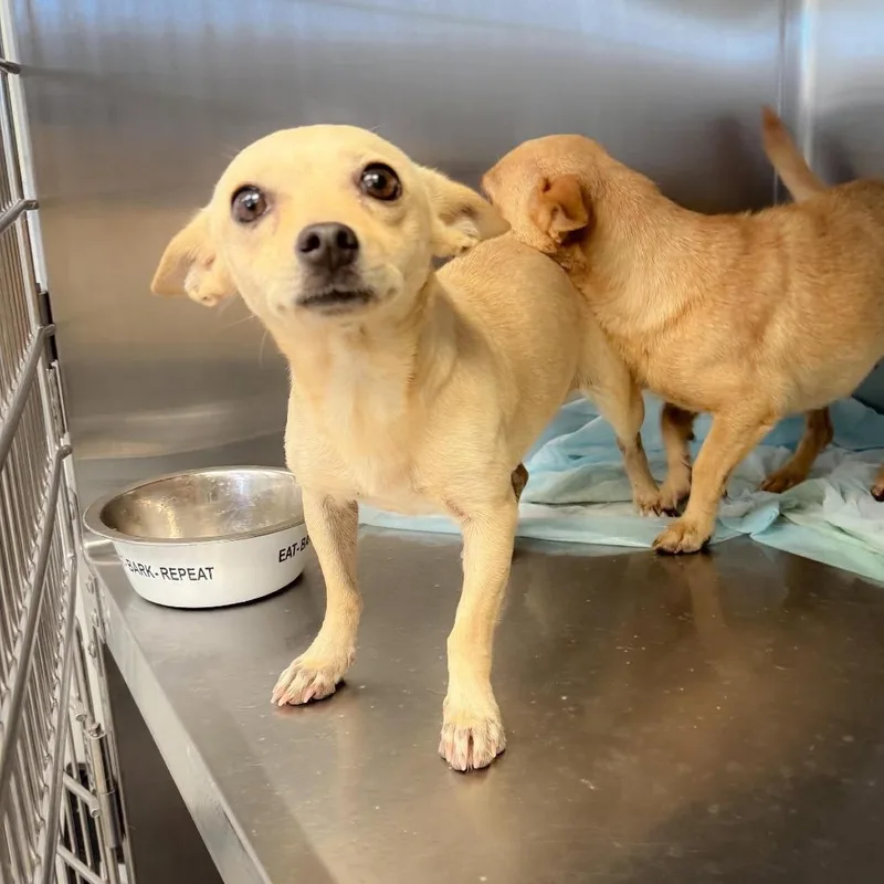 An adult small-sized female Yellow / Tan / Blond / Fawn Chihuahua dog named Mini for adoption in Bastrop, TX