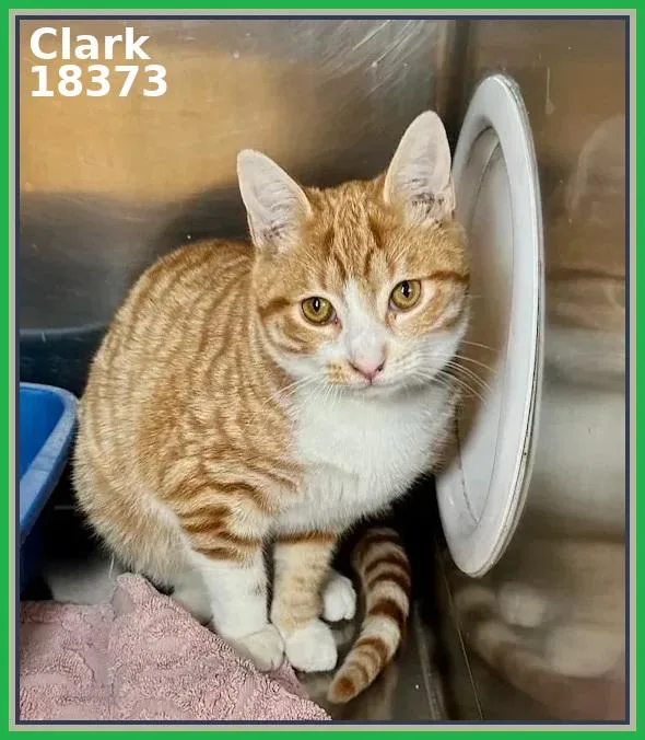 A young medium-sized male Tabby (Orange / Red) Domestic Short Hair cat named Clark for adoption in Marietta, GA