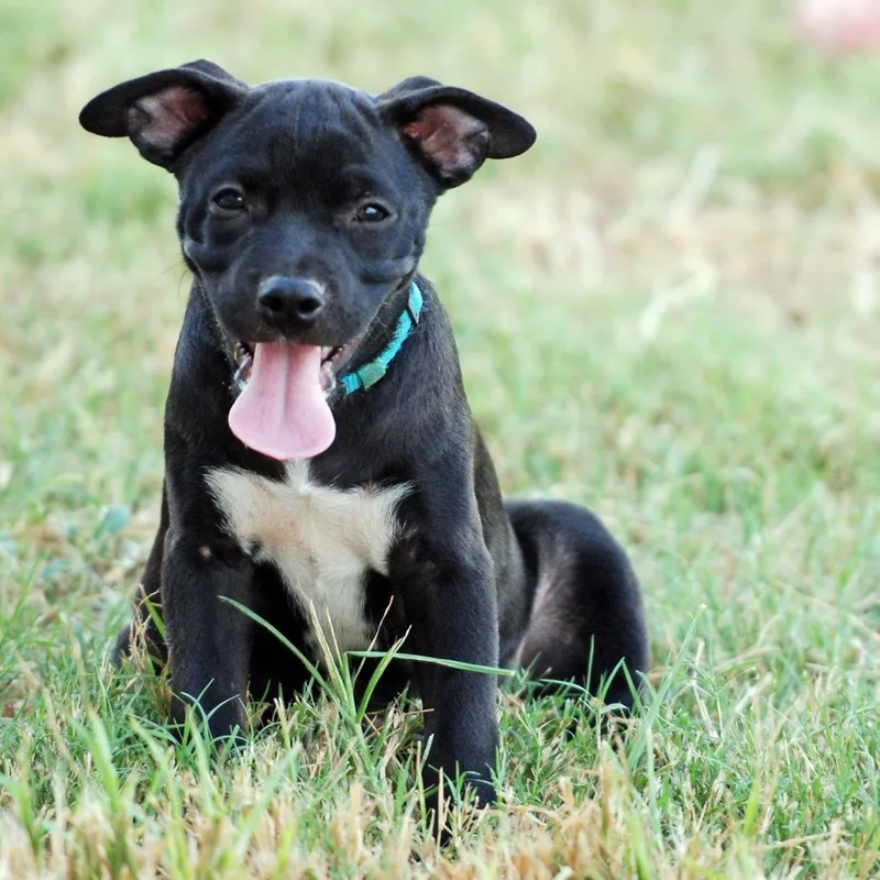 A baby medium-sized male Black American Bully dog named Ganache for adoption in Madisonville, TX