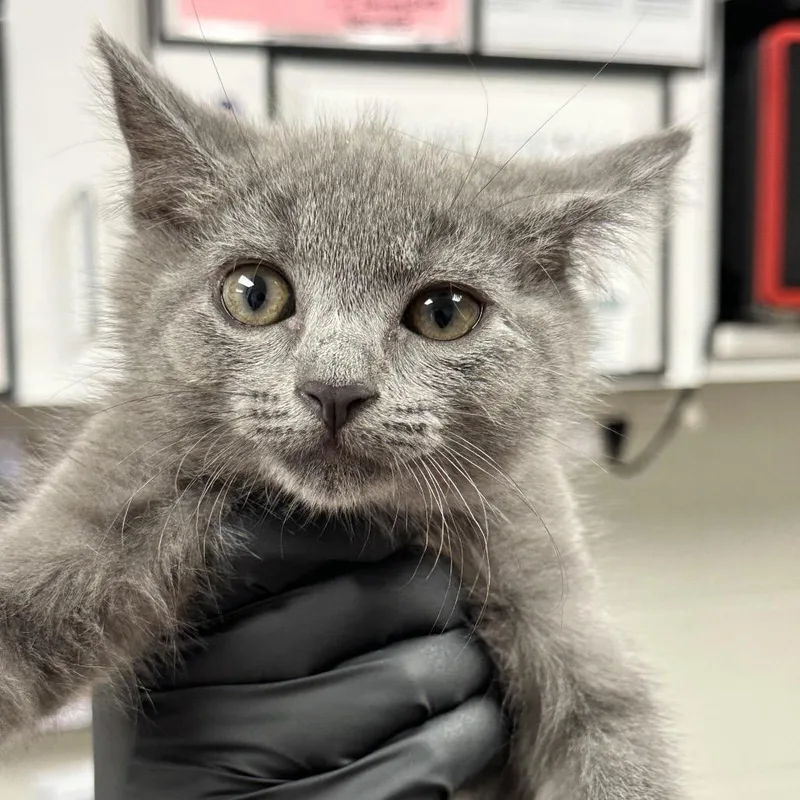 A baby small-sized male Gray / Blue / Silver Domestic Short Hair cat named Nate for adoption in Evansville, IN