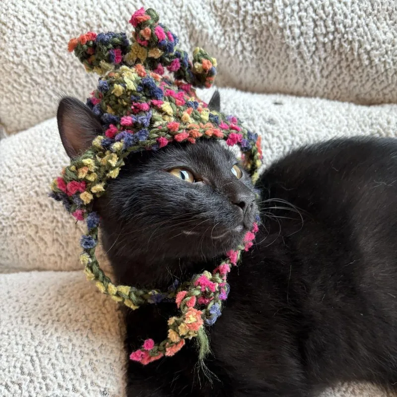 A baby small-sized male Domestic Short Hair cat named Creole for adoption in Louisville, KY