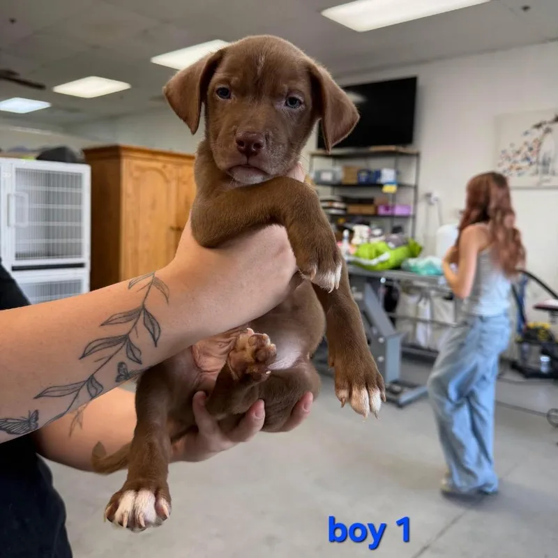 Boy Red