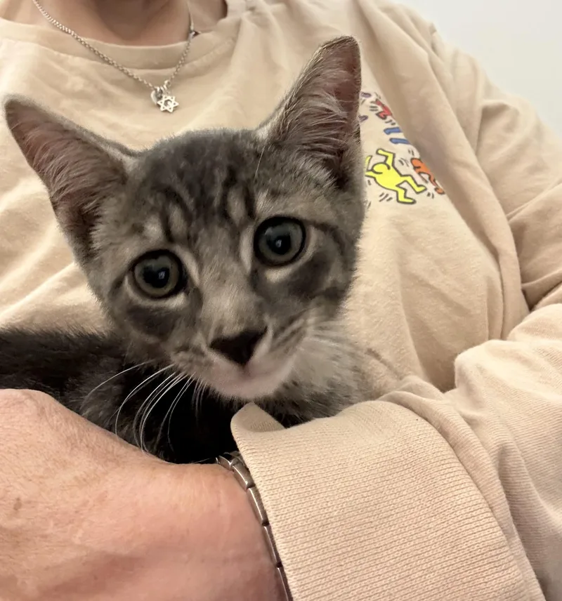 A baby medium-sized male Tabby (Gray / Blue / Silver) Domestic Short Hair cat named Copeland for adoption in Roslyn Heights, NY