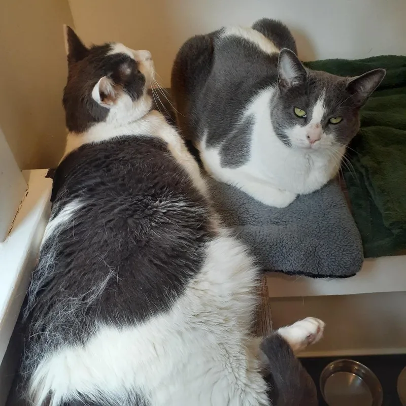 An adult extra large-sized male Gray / Blue / Silver Domestic Short Hair cat named Scout for adoption in Pittsburgh, PA