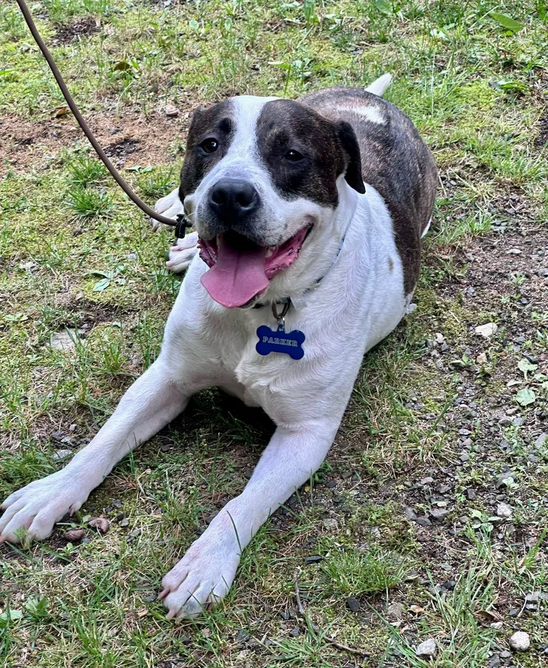 A young medium-sized male Great Pyrenees dog named Parker for adoption in Bethel, CT