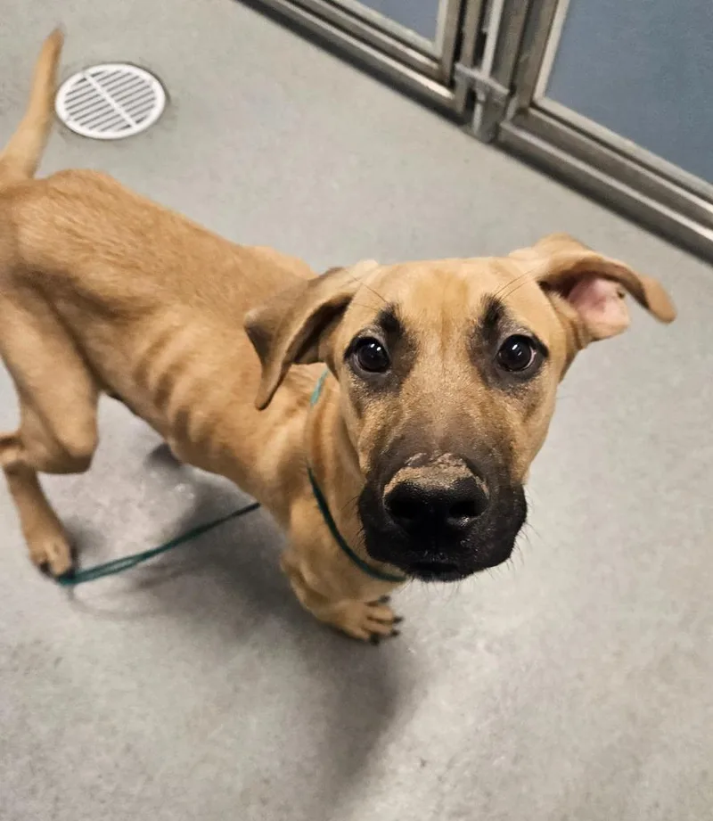 A baby medium-sized male Mastiff dog named Bo for adoption in Bloomington, IN