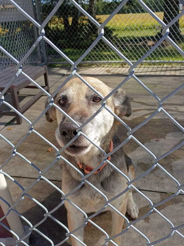A senior large-sized female German Shepherd Dog dog named Babs for adoption in Bowling Green, OH