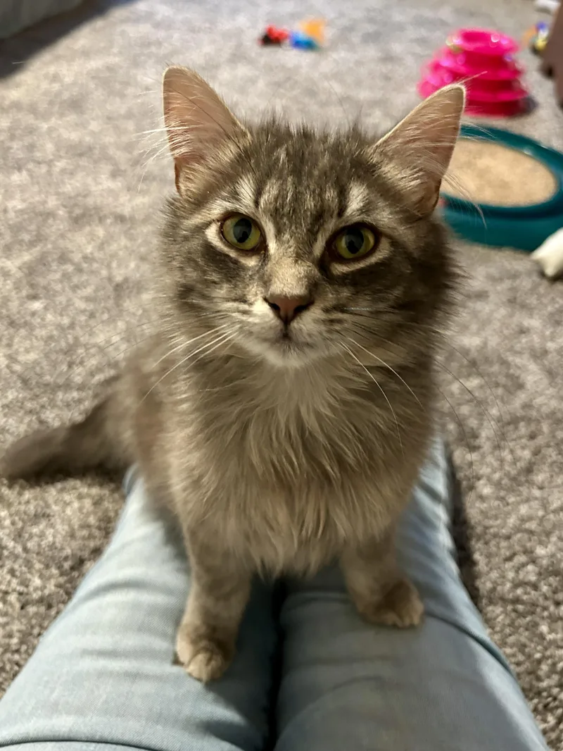 A young medium-sized female Gray / Blue / Silver Domestic Long Hair cat named Fluffy for adoption in Sauk City, WI