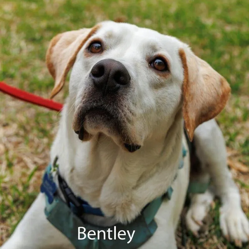 An adult large-sized male White / Cream Labrador Retriever dog named Bentley for adoption in Dallas, TX