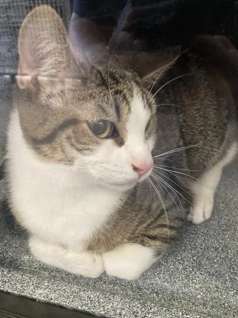 A young medium-sized male Domestic Short Hair cat named Claire for adoption in Dallas, TX