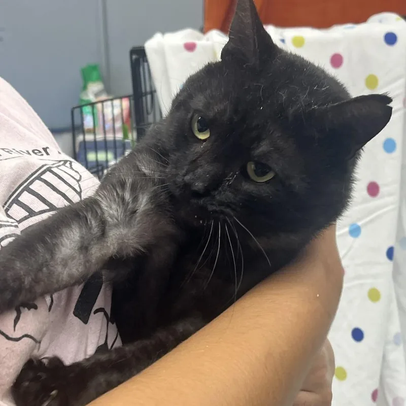 A baby small-sized male Domestic Short Hair cat named Sebastian for adoption in Oak Hill, WV
