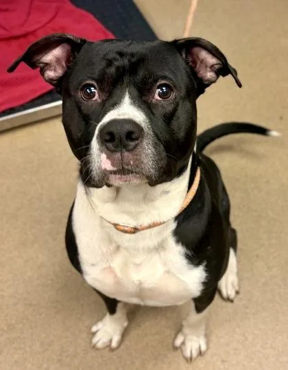 An adult large-sized male Mixed Breed dog named Donald for adoption in Chamblee, GA