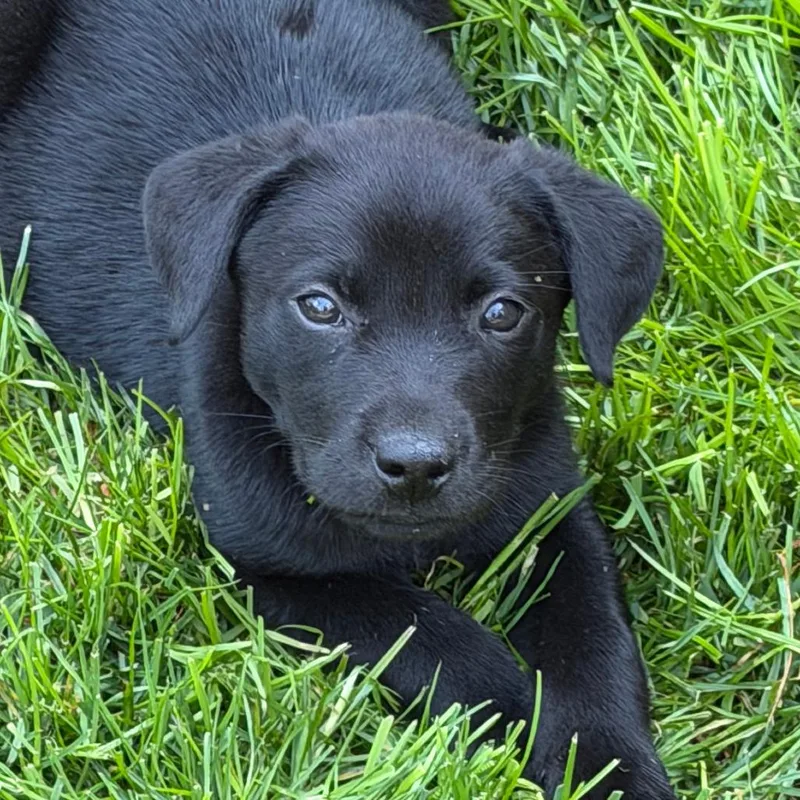A baby medium-sized male Black Labrador Retriever dog named Wiseman  Artemis Ii for adoption in Alexandria, VA
