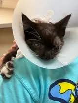 A young medium-sized female Domestic Short Hair cat named Indigo for adoption in Chillicothe, OH