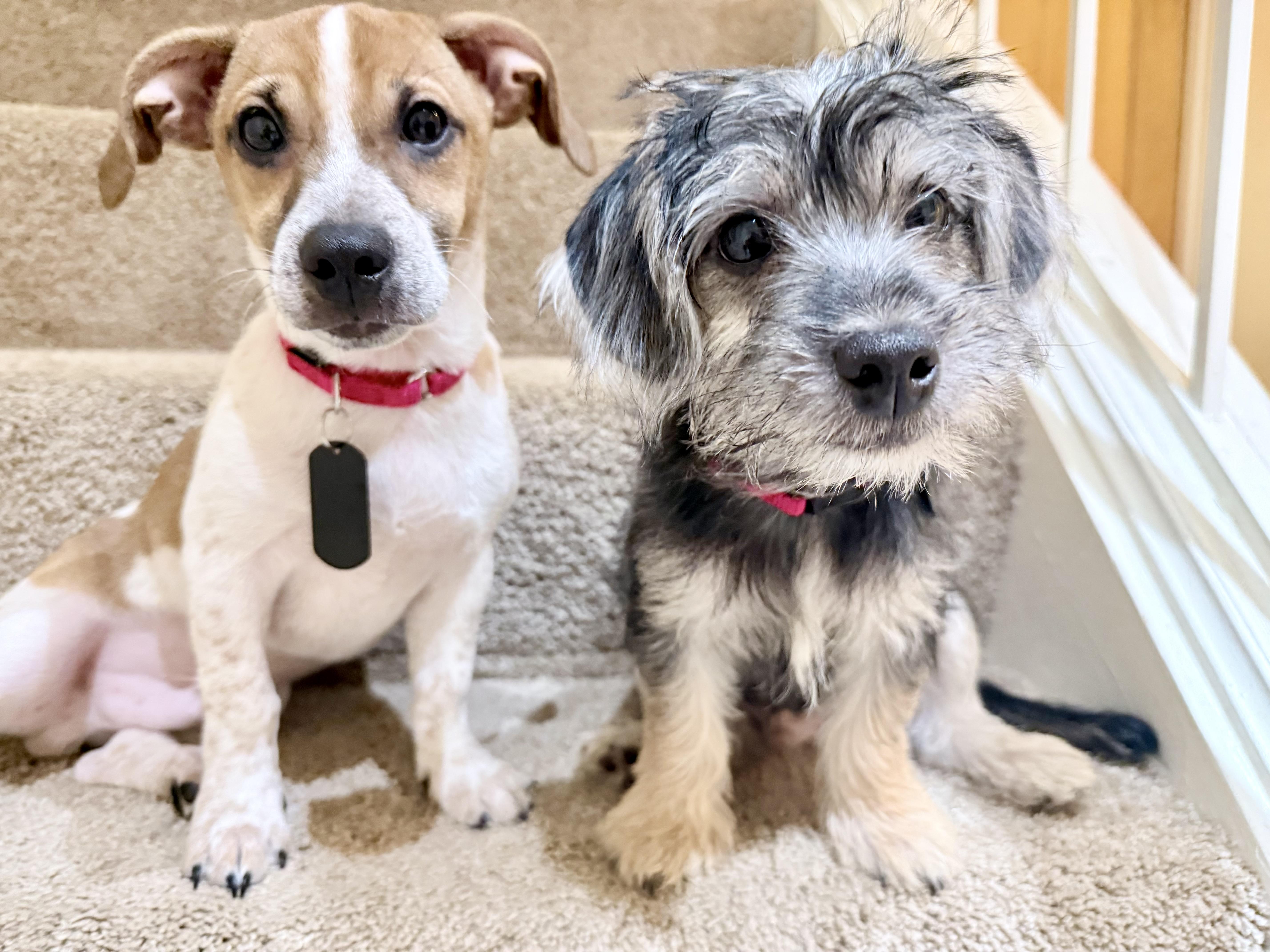 A baby small-sized male White / Cream Dachshund dog named Nugget for adoption in Fairfax, VA